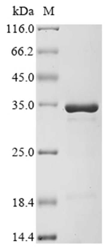 TFAM Protein, Mouse, Recombinant (His & Myc)