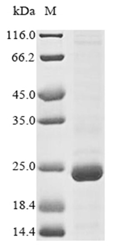Lpp Protein, E. coli, Recombinant (His & KSI)