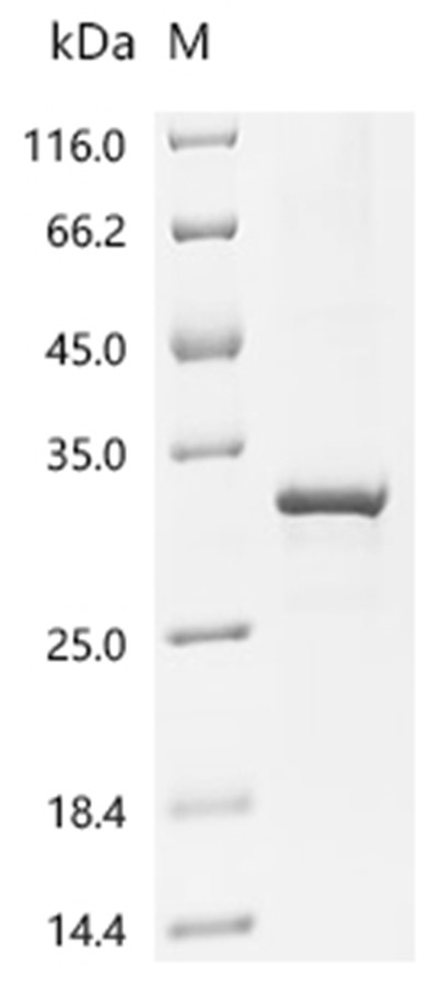 NLRP3 Protein, Human, Recombinant (His)