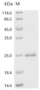 GDF2 Protein, Human, Recombinant (His)