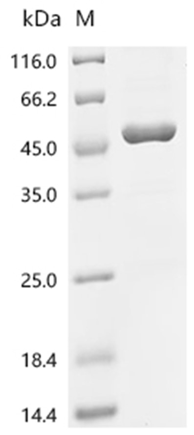 CGAS Protein, Human, Recombinant (His)