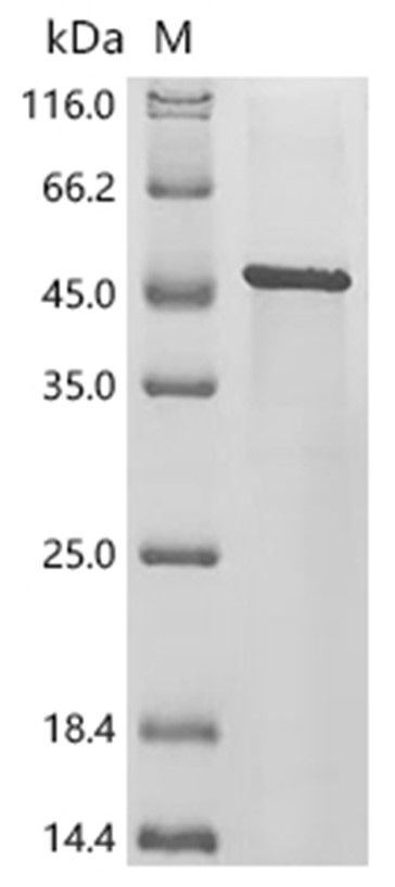 Lysenin-related protein 2 Protein, Eisenia foetida, Recombinant (His & Myc)
