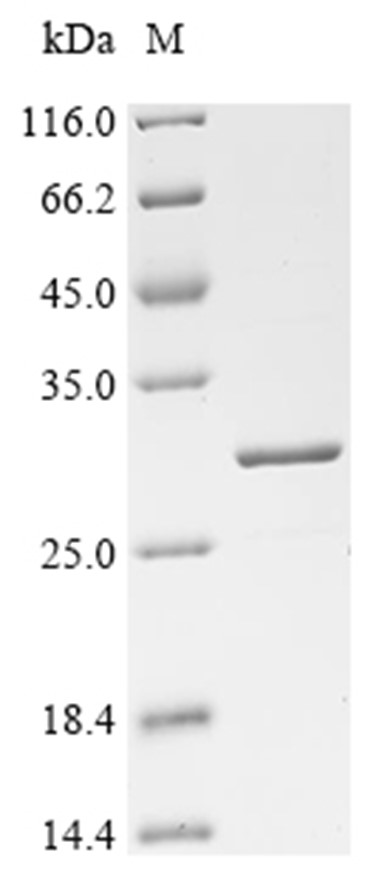 CHRNA1 Protein, Human, Recombinant (His)
