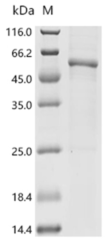 NOTUM Protein, Human, Recombinant (His)