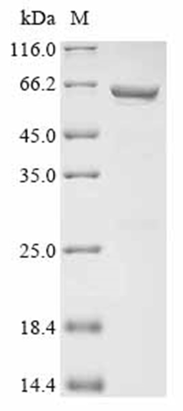 CPG2 Protein, Pseudomonas sp., Recombinant (GST)