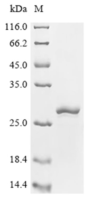COL12A1 Protein, Human, Recombinant (His)
