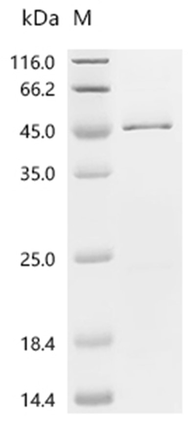 NUFIP1 Protein, Human, Recombinant (His)