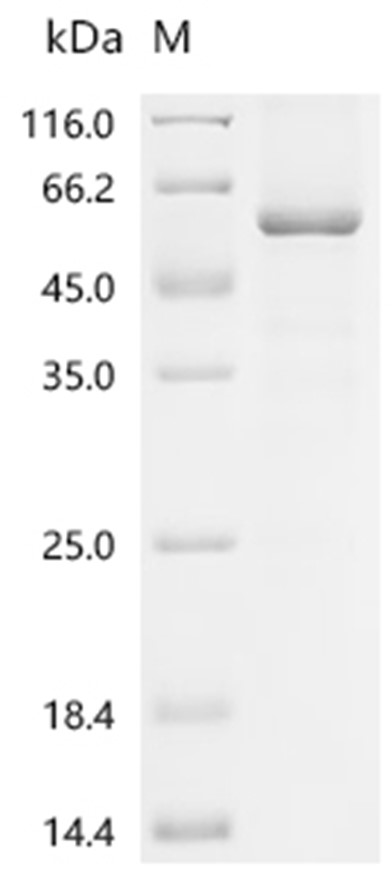 PRKN Protein, Human, Recombinant (His & Myc)