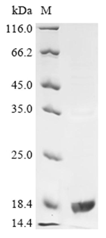BMP-6 Protein, Human, Recombinant (His)
