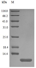 CXCL10 Protein, Mouse, Recombinant
