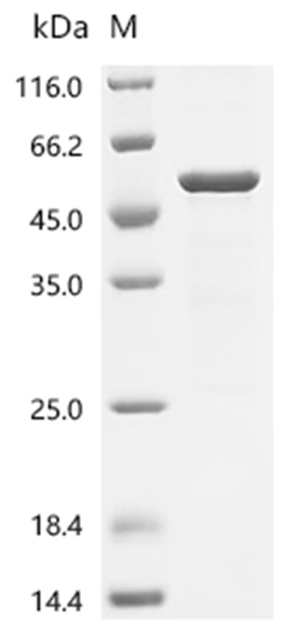 Aerolysin Protein, Aeromonas sobria, Recombinant (His & Myc)