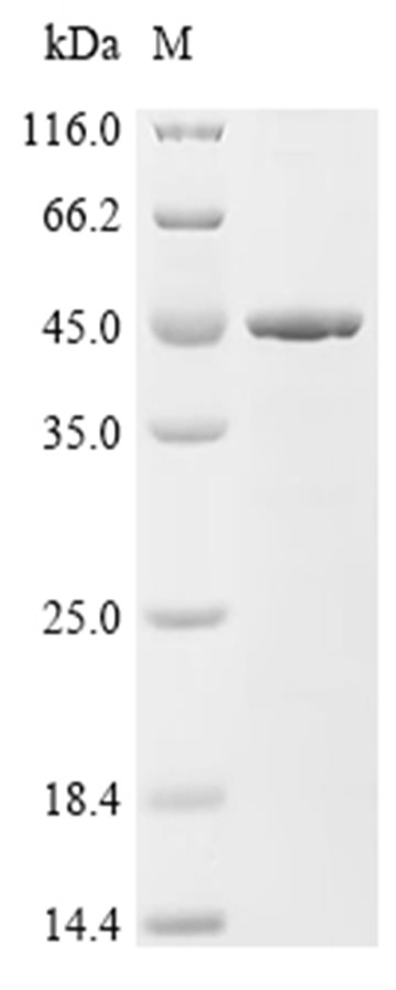 MMP-13 Protein, Mouse, Recombinant (His)