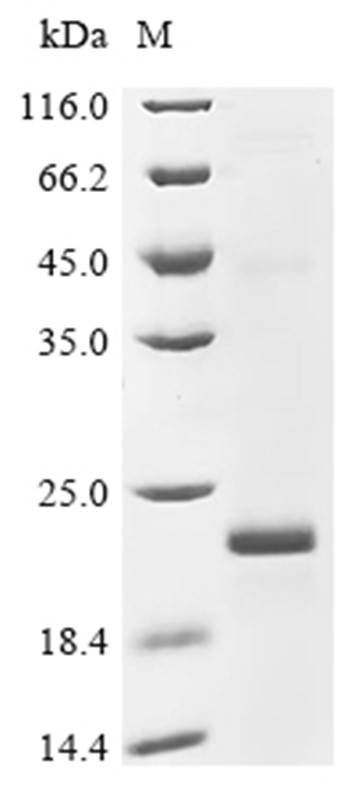 IL-17A Protein, Rat, Recombinant (His)