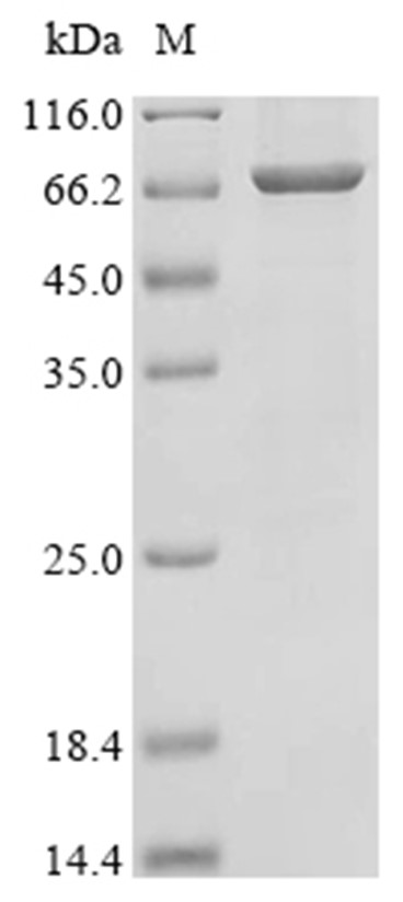 KRT10 Protein, Human, Recombinant (His)