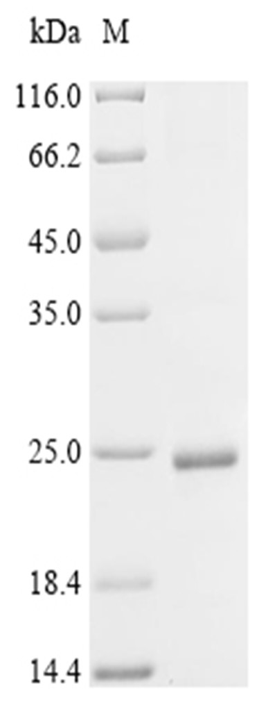 Midkine Protein, Chicken, Recombinant (His & Myc)