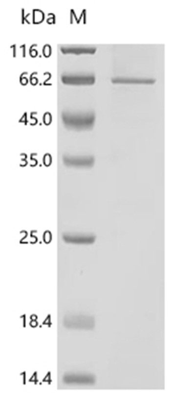 DSG1 Protein, Human, Recombinant (His & Myc)