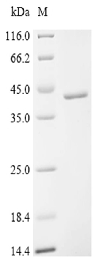 PAG-1 Protein, Bovine, Recombinant (His)