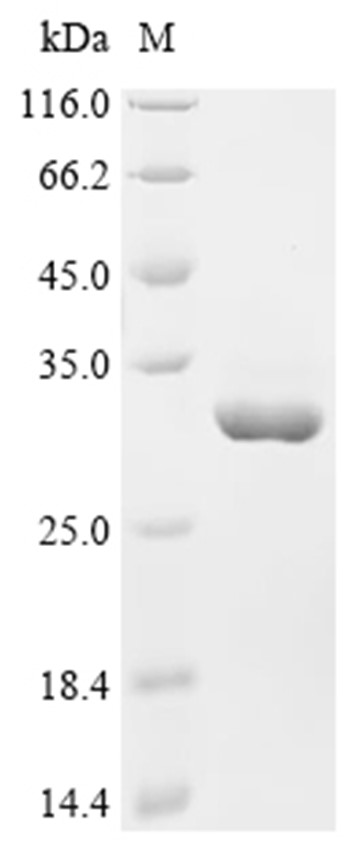 14-3-3 zeta/delta Protein, Human, Recombinant (His)