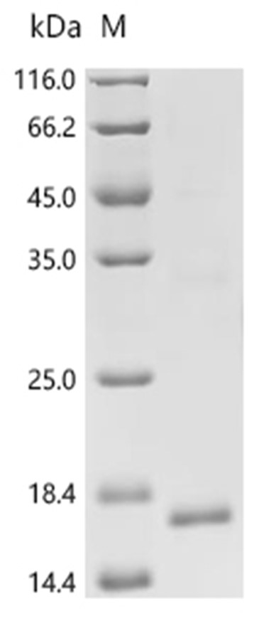 BMP-2 Protein, Human, Recombinant (His)