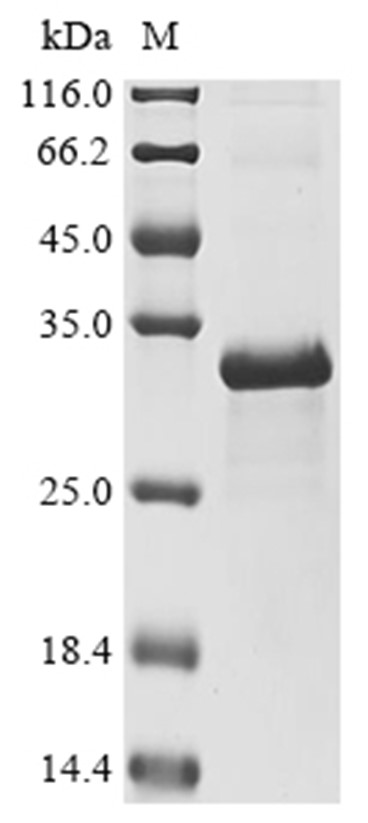 Inhibin alpha chain/INHA Protein, Bovine, Recombinant (His & SUMO)