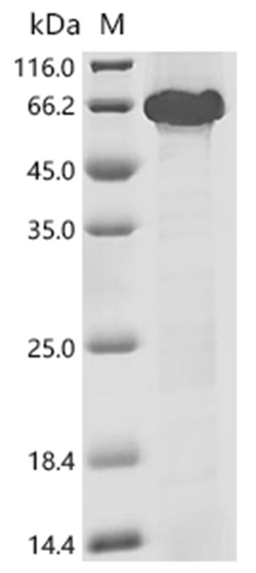 c-Myc Protein, Human, Recombinant (His)