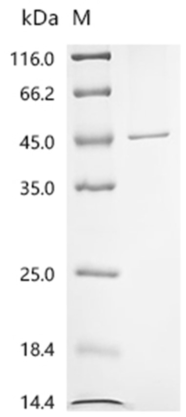 Lysenin Protein, Eisenia fetida, Recombinant (His)