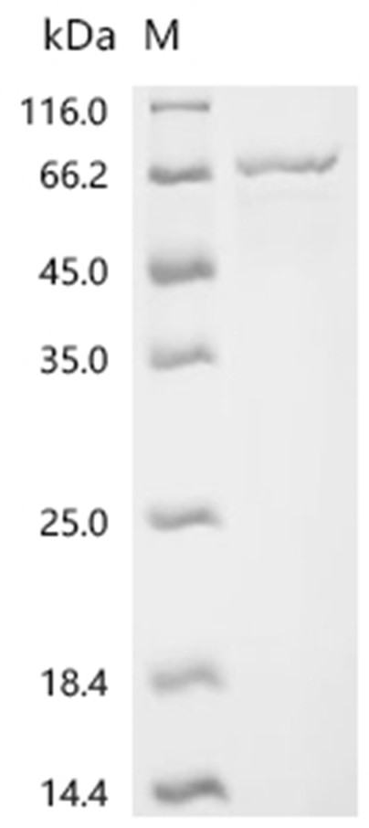MutL Protein, E. coli, Recombinant (His)
