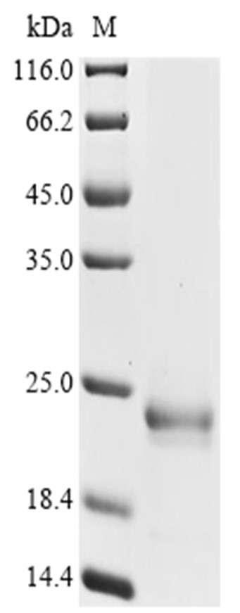 Capsid Protein, Escherichia phage MS2, Recombinant (His & Myc)