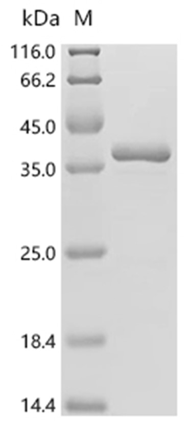 Peptide deformylase Protein, E. coli, Recombinant (His & SUMO)