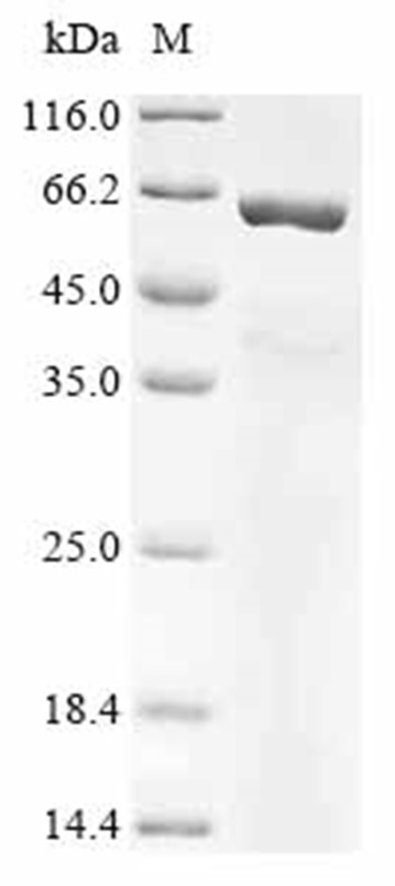 SMARCA4 Protein, Human, Recombinant (His)