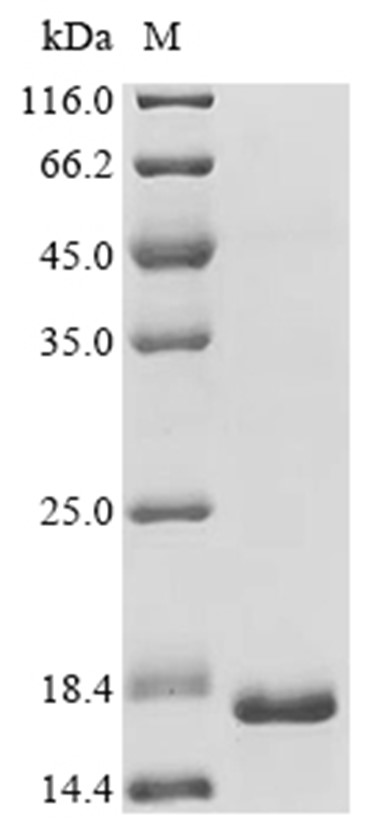 GLP1R Protein, Rat, Recombinant (E. coli, His)