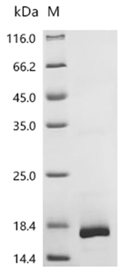 BMP-4 Protein, Human, Recombinant (His)