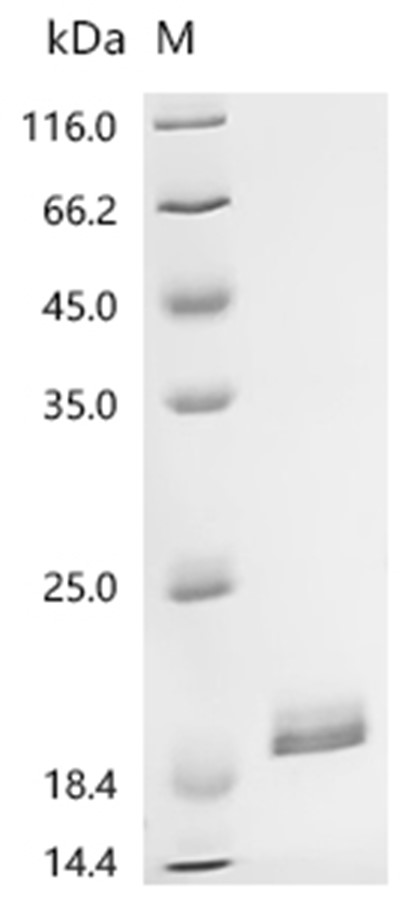 FGF-2 Protein, Chicken, Recombinant (His)