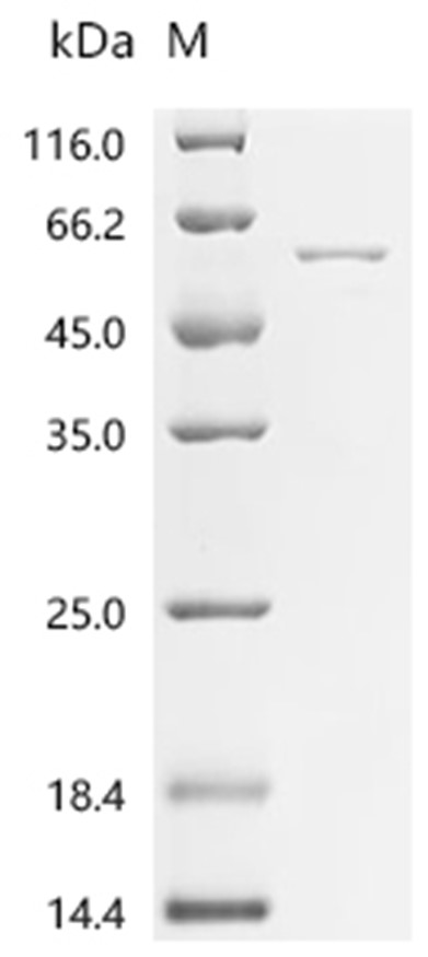 NAMPT Protein, Mouse, Recombinant (His)