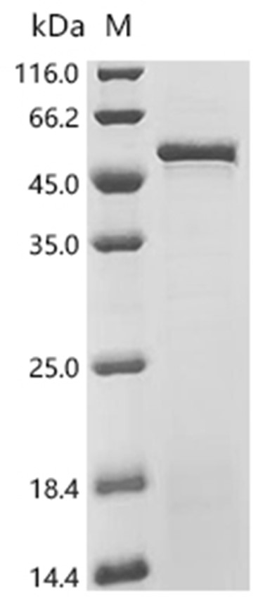 FtsZ Protein, S. aureus, Recombinant (His)