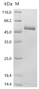 PLAU/uPA Protein, Human, Recombinant (His)