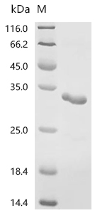 SMT3 Protein, S. cerevisiae, Recombinant (His & SUMO)