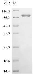 Serum Albumin Protein, Canine, Recombinant (His)