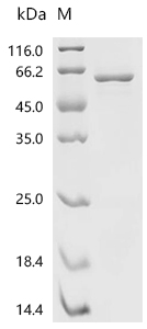 PABPC1 Protein, Human, Recombinant (His & SUMO)