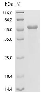 FOSB Protein, Human, Recombinant (His)