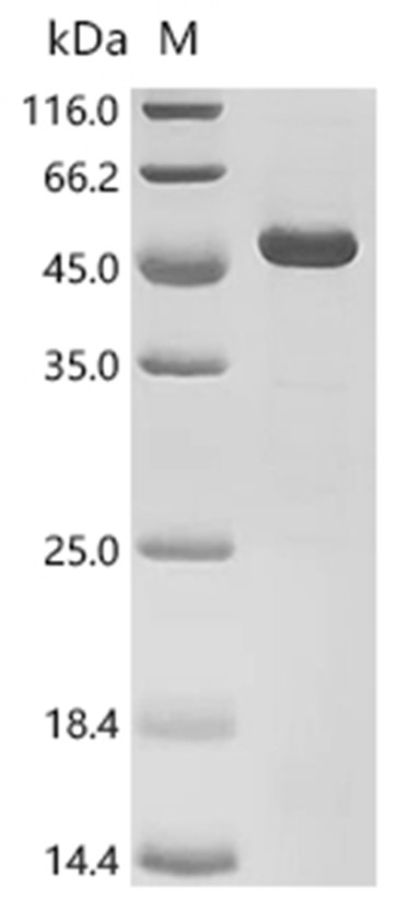 LPL Protein, Mouse, Recombinant