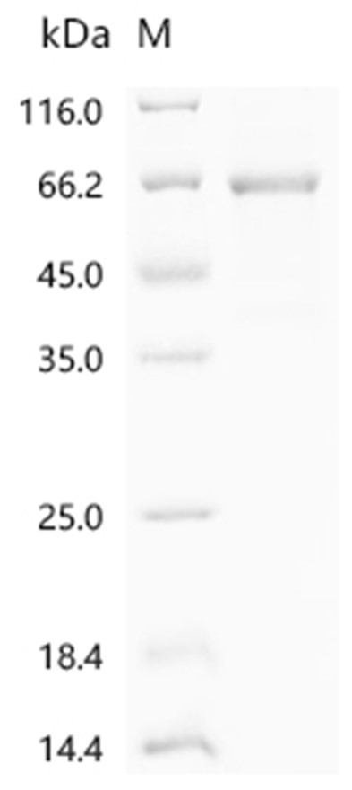 ACSL4 Protein, Mouse, Recombinant (His)