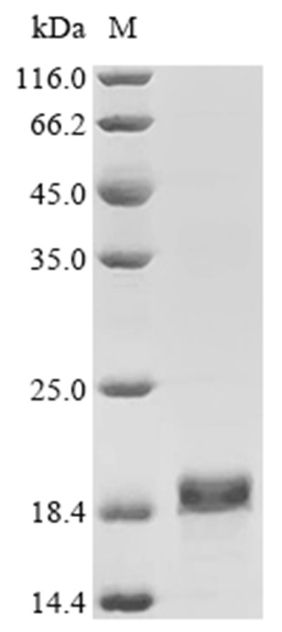 INHBE Protein, Human, Recombinant (His)