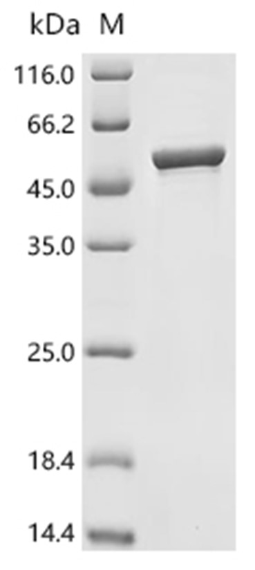 ENO1 Protein, Mouse, Recombinant (His)
