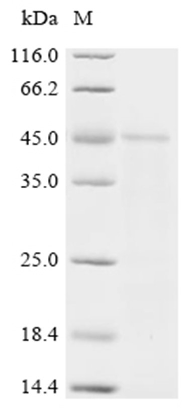 GPD2 Protein, Candida albicans, Recombinant (His)