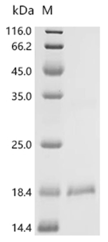 Disintegrin batroxostatin Protein, Bothrops atrox, Recombinant (His & Myc)