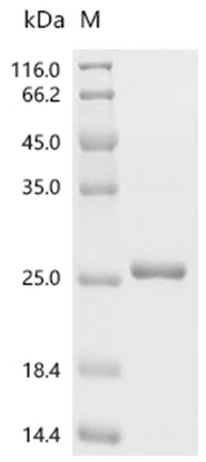 SCGB1C1 Protein, Mouse, Recombinant (His & SUMO)