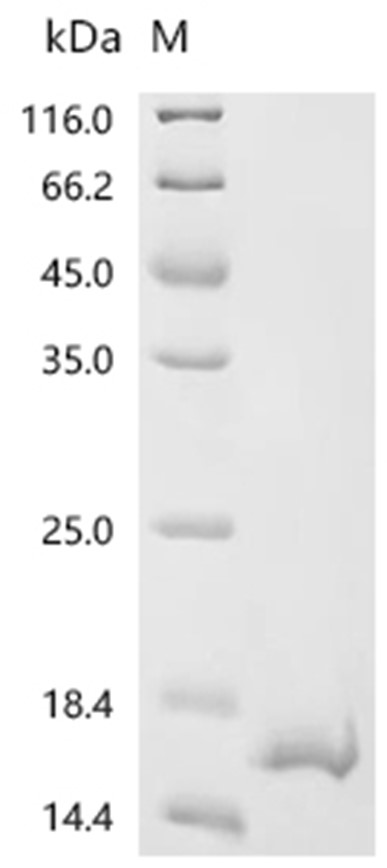 Azurin Protein, Bordetella bronchiseptica, Recombinant (His)