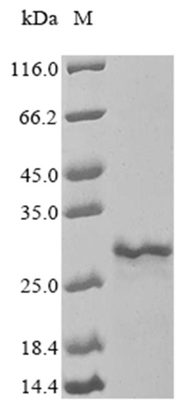 Porin MspA Protein, Mycobacterium smegmatis, Recombinant (His)