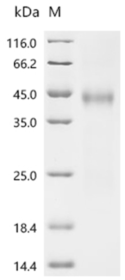 Lysyl endopeptidase Protein, Lysobacter enzymogenes, Recombinant (His & SUMOstar)